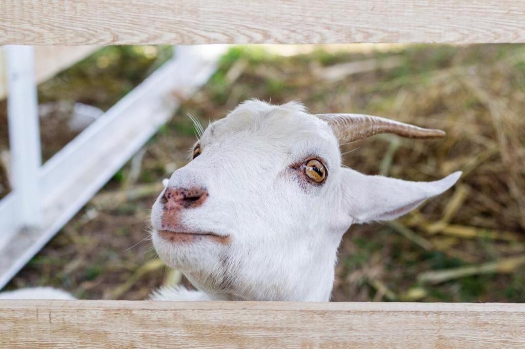 Hotel - Granja De Animales San Basilio De Palenque San Basilio del Palenque Екстериор снимка