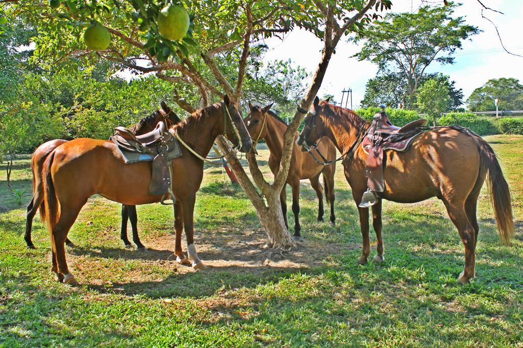 Hotel - Granja De Animales San Basilio De Palenque San Basilio del Palenque Екстериор снимка